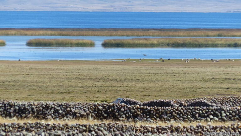 lago junin 003